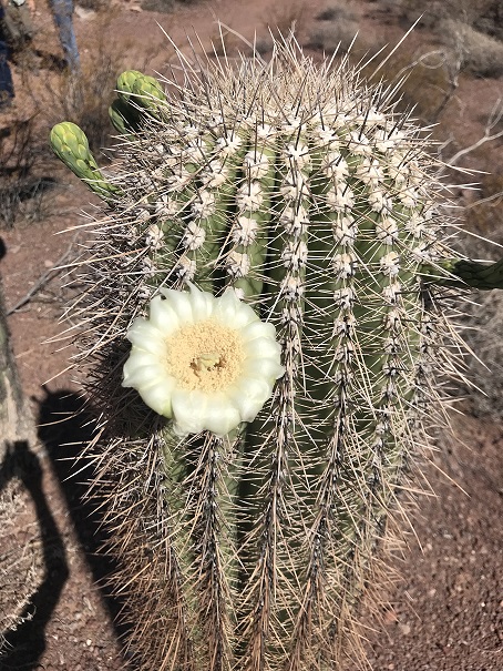 Cactus Flower