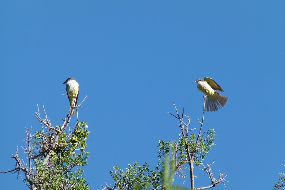 Local Birders Who Guided Us