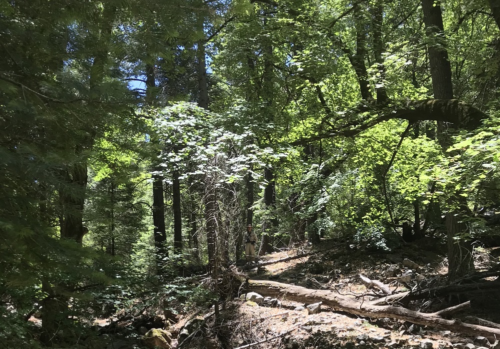 Ramsey Canyon Timber